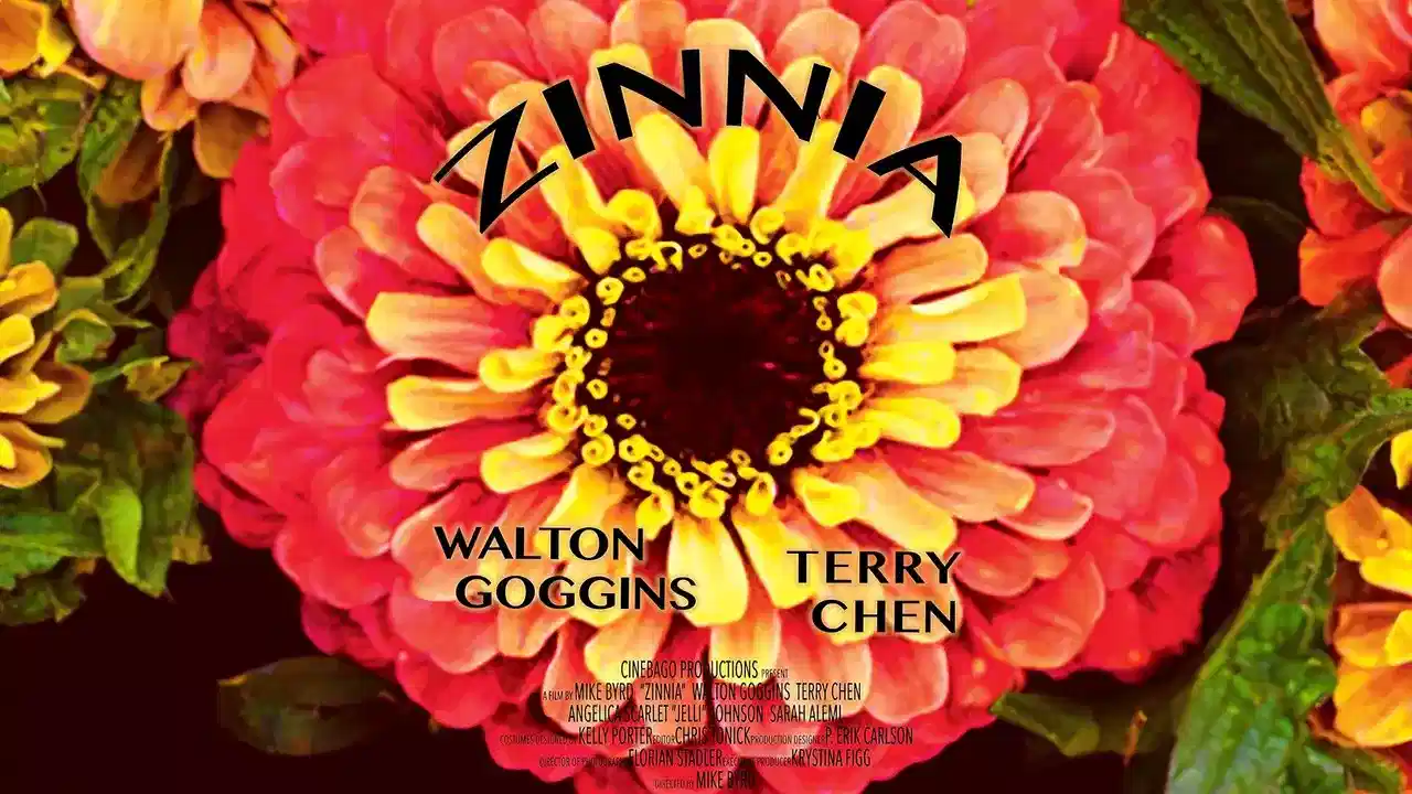 Zinnia